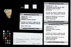 Foto (Objekt + Etikett) von Galatheoidea indet.  (NHMW-GEO-1990-0041-2671b)